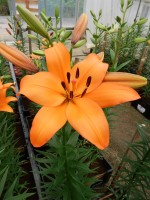 [5119 Kahlua DJ No01.JPG]